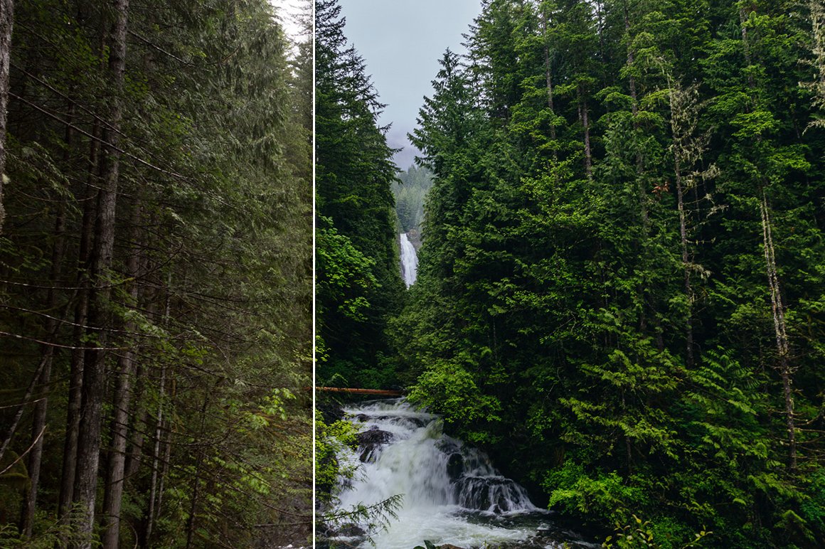Forest Colors – Lightroom Presets