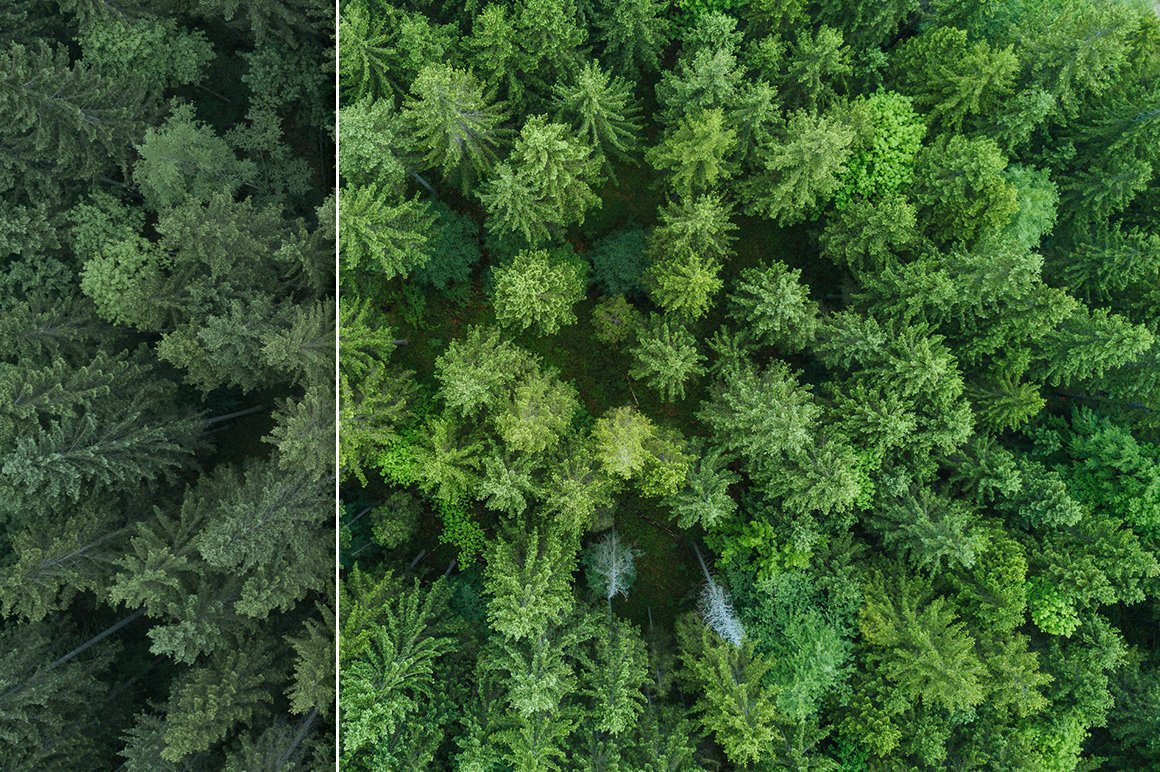 Forest Colors – Lightroom Presets
