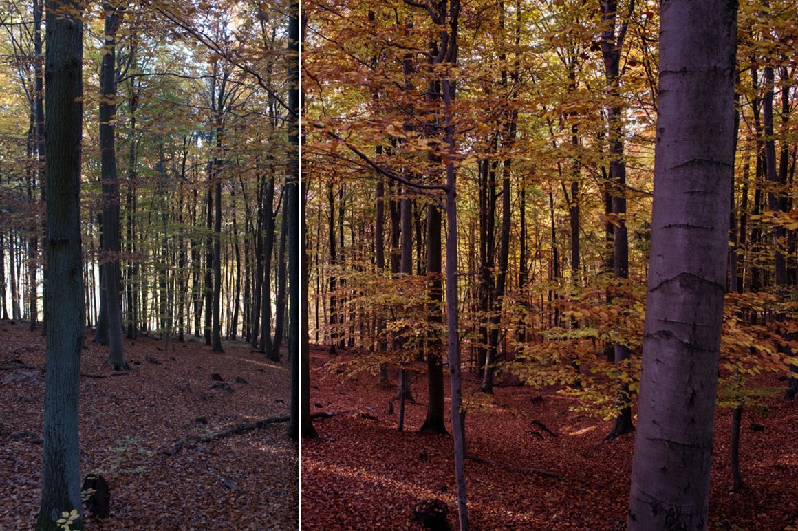 Forest Colors – Lightroom Presets