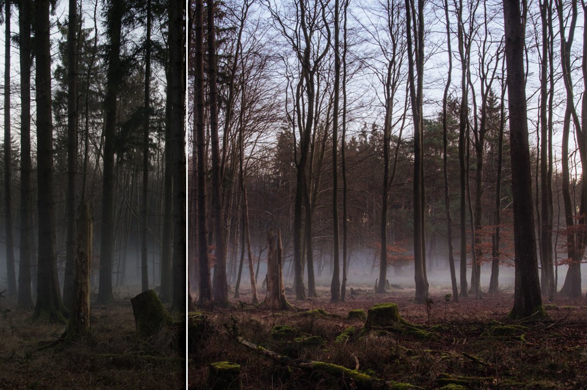 Forest Colors – Lightroom Presets