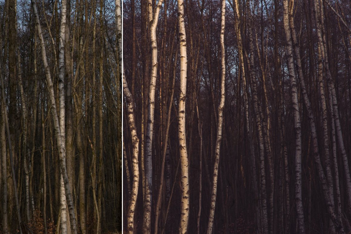 Forest Colors – Lightroom Presets