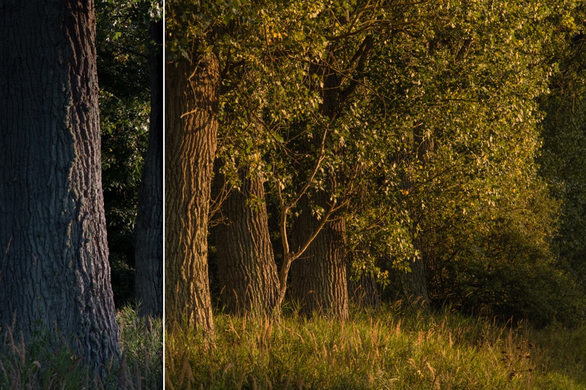 Forest Colors – Lightroom Presets