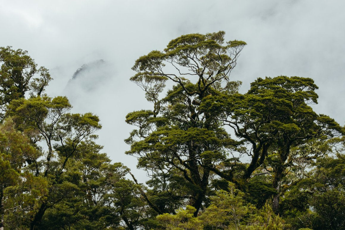 Forest Colors – Lightroom Presets