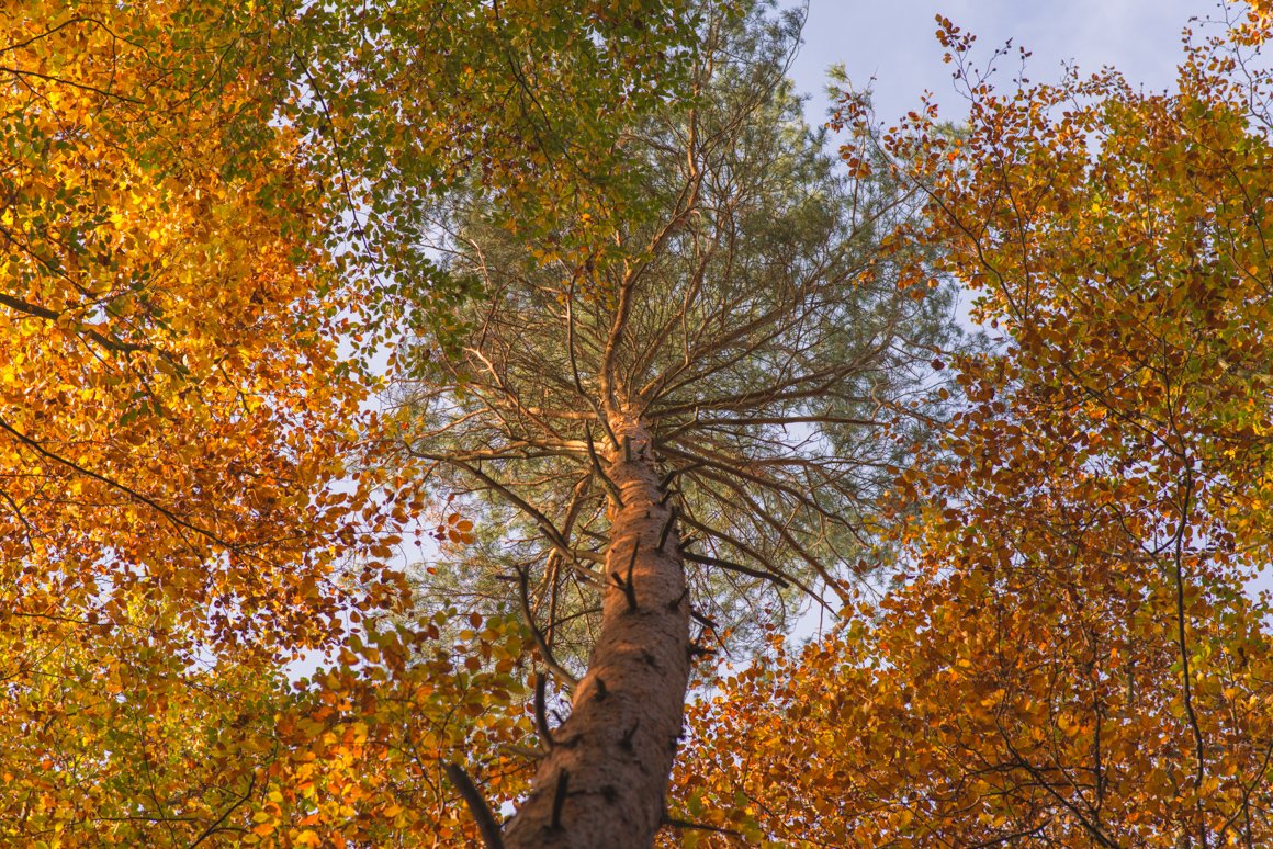 Forest Colors – Lightroom Presets