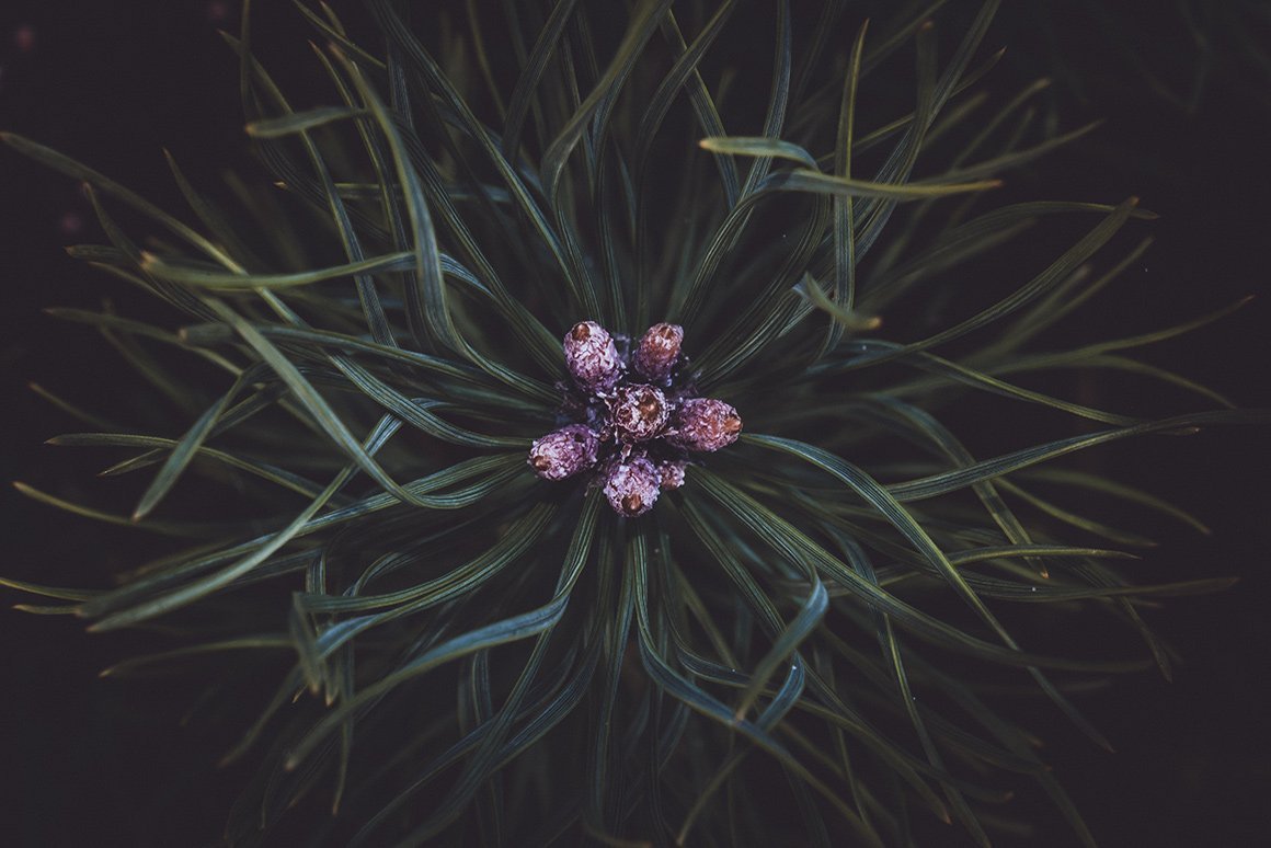Lightroom Presets for Fine Art Photography (Artist Series Collection)