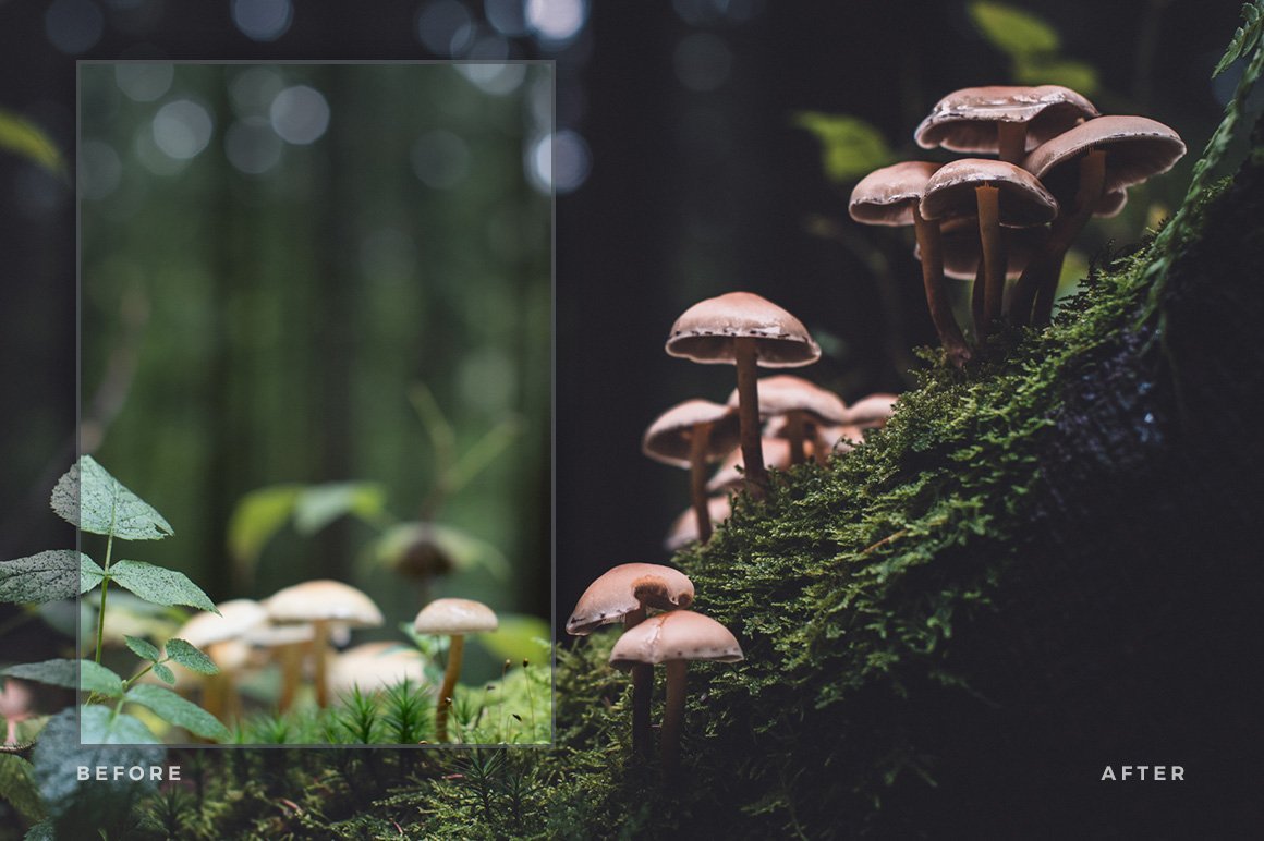 Lightroom Presets for Fine Art Photography (Artist Series Collection)