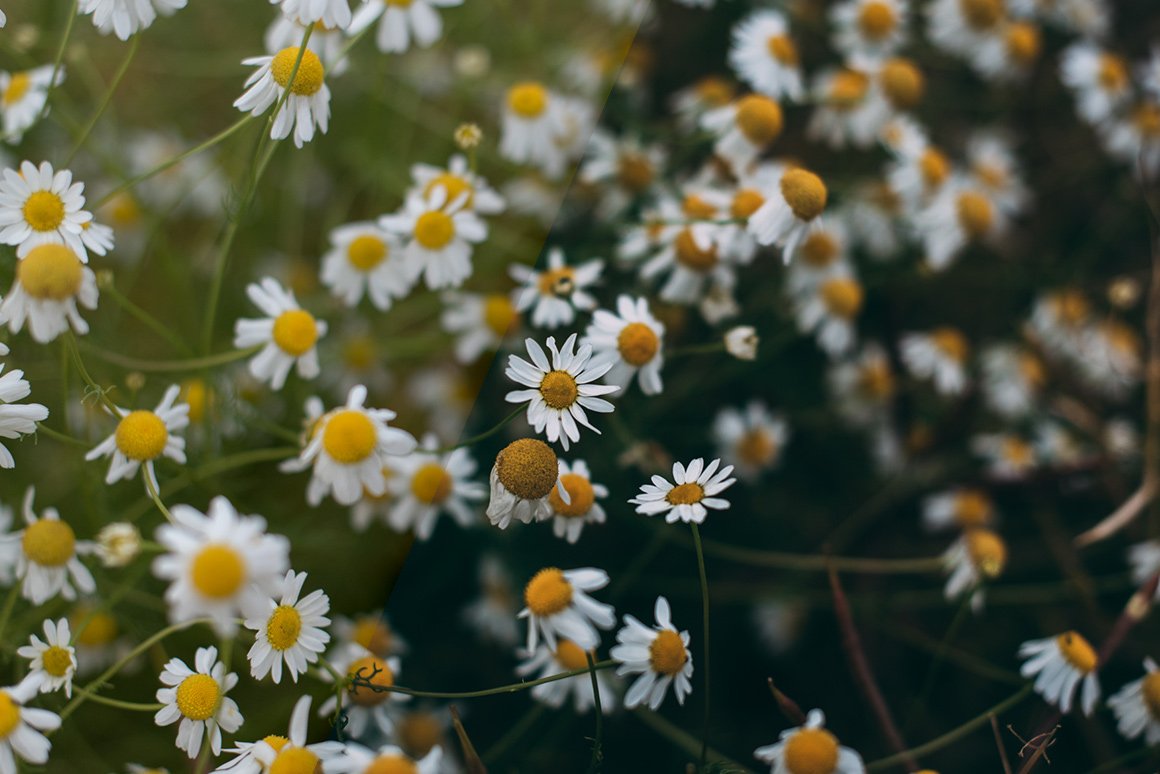 Vintage Flowers – Lightroom Presets