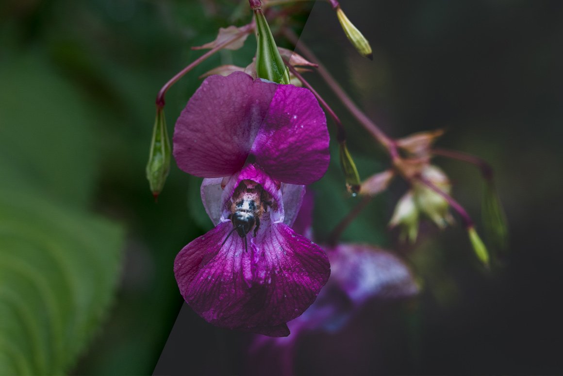 Vintage Flowers – Lightroom Presets