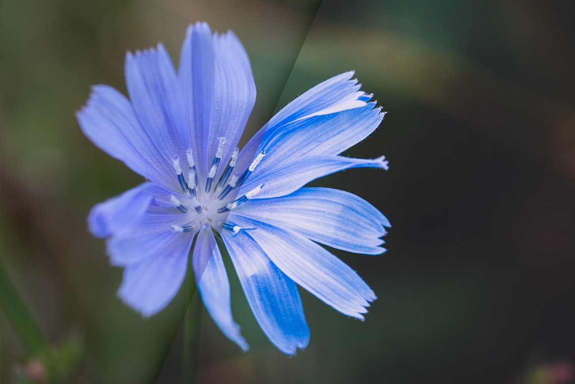 Vintage Flowers – Lightroom Presets