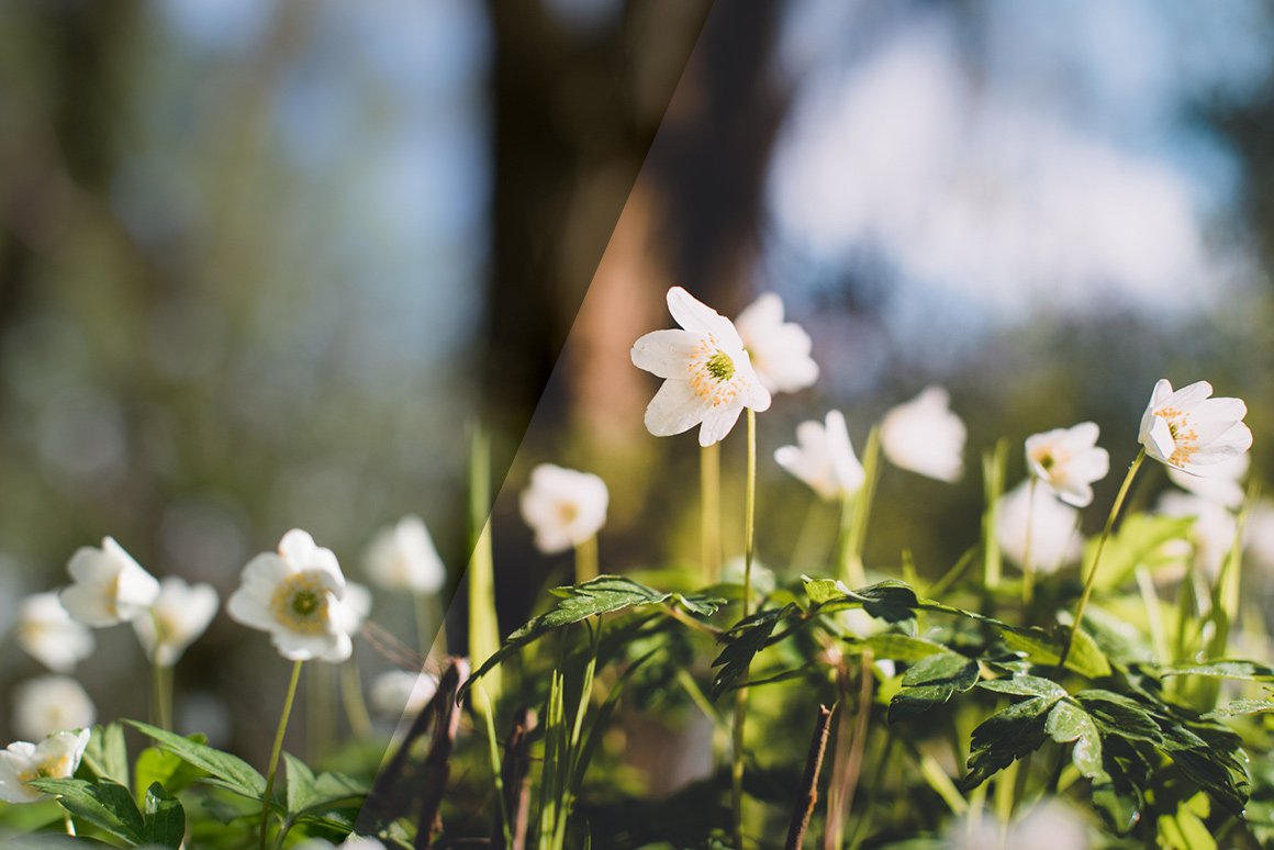 Vintage Flowers – Lightroom Presets