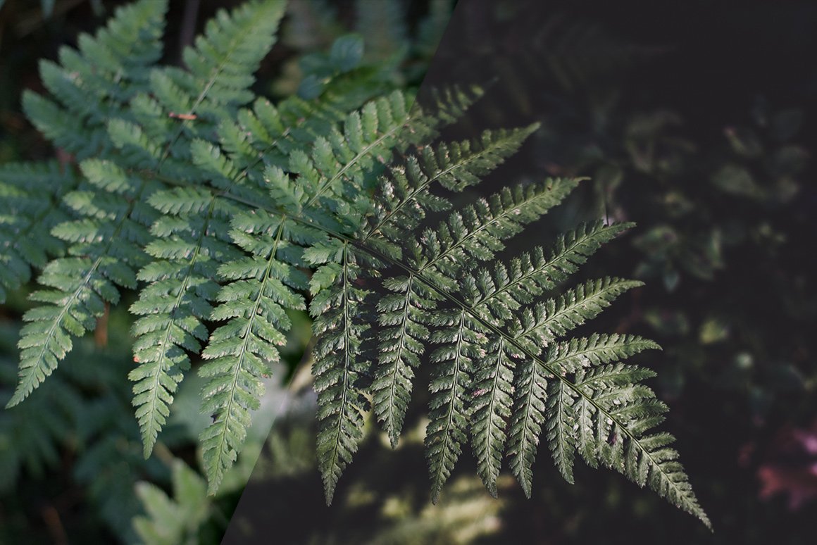 Vintage Flowers – Lightroom Presets