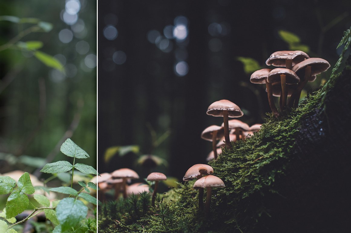 29 Products / 463 Lightroom Presets for Landscape & Travel Photography (Shop Bundle)
