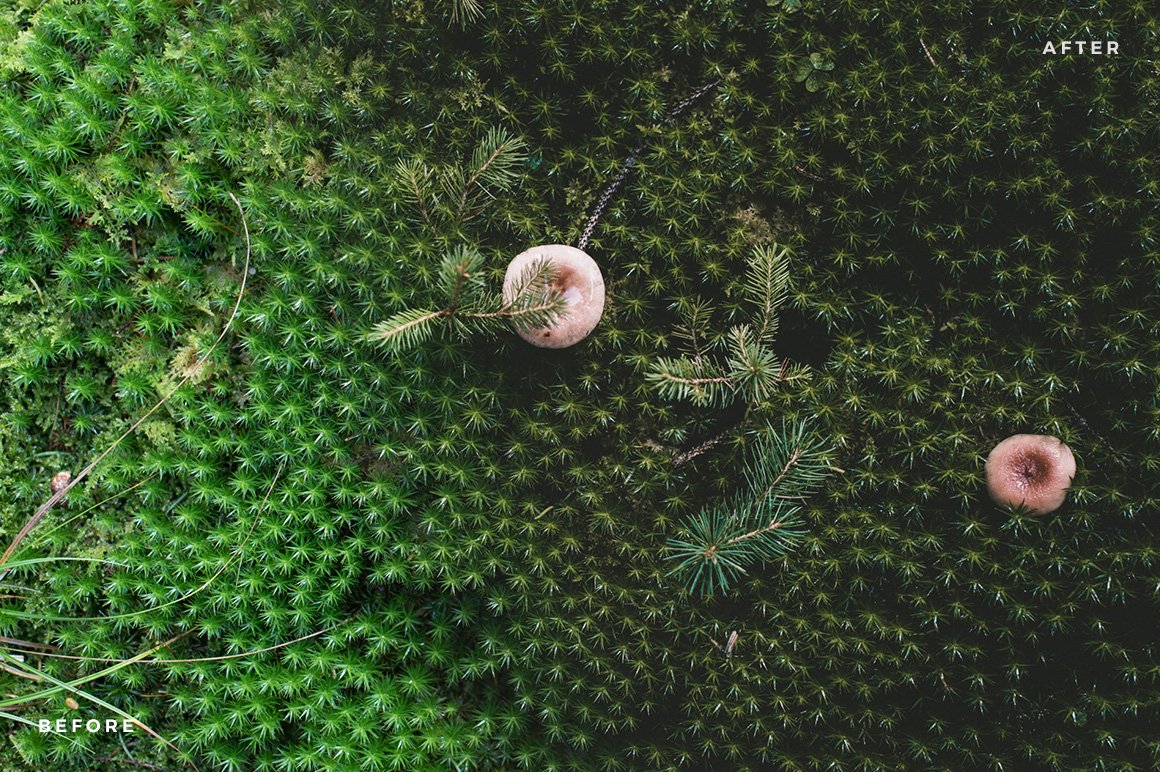 Magic Forest – Lightroom Presets (Artist Series)