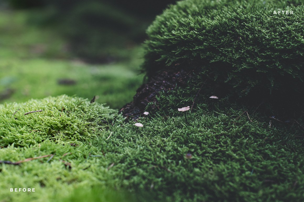 Magic Forest – Lightroom Presets (Artist Series)