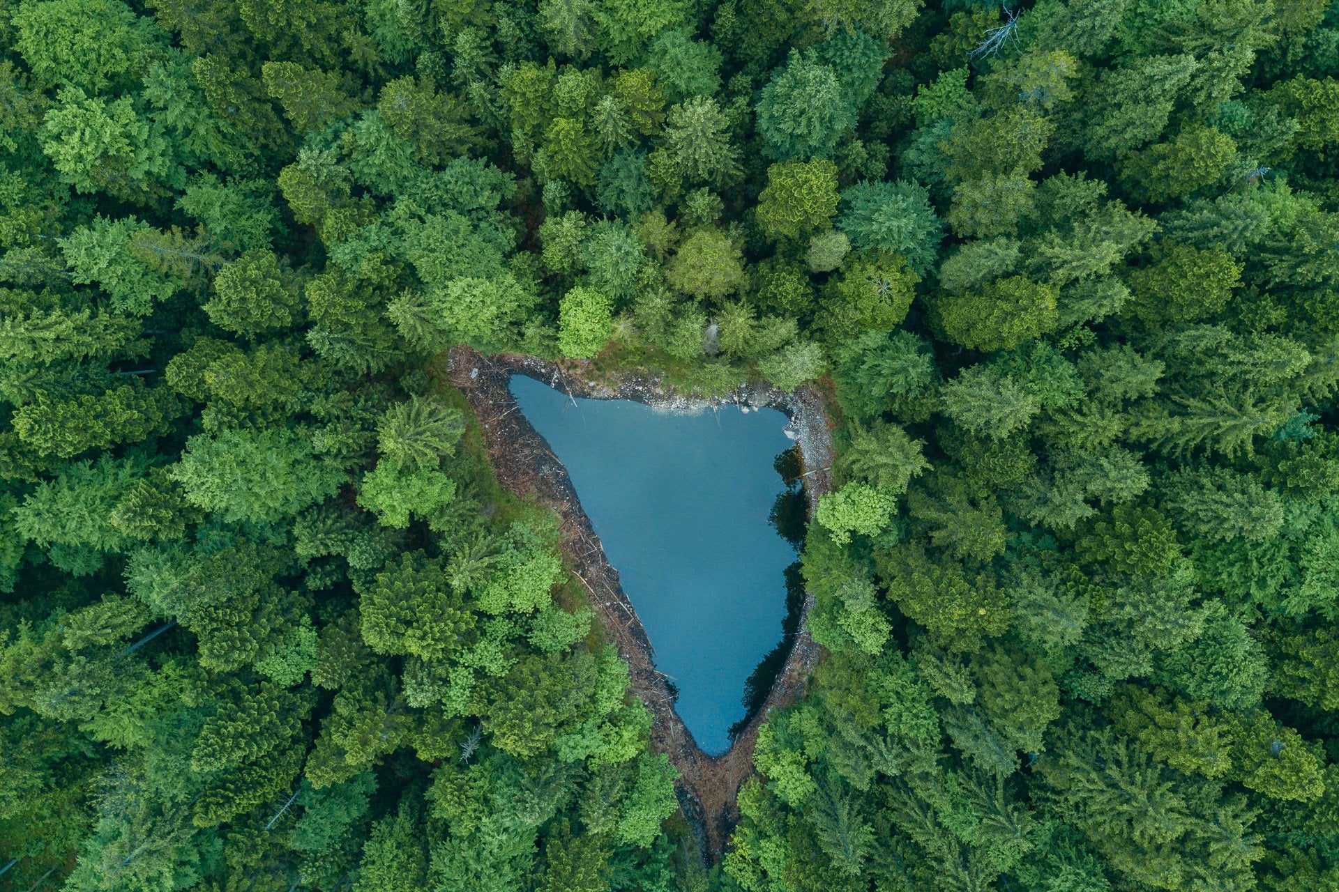 Forest Colors – Lightroom Presets