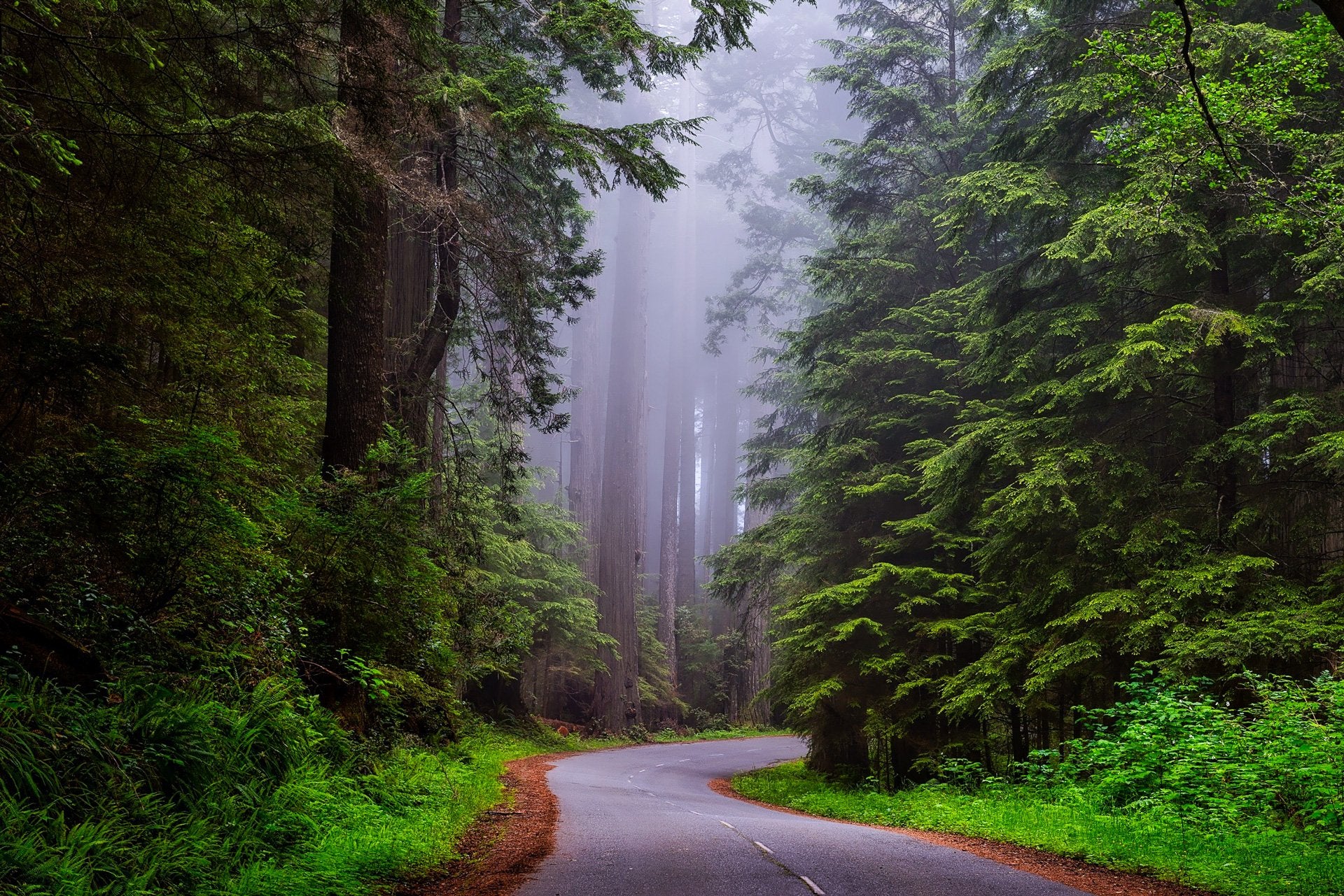 Forest Colors – Lightroom Presets