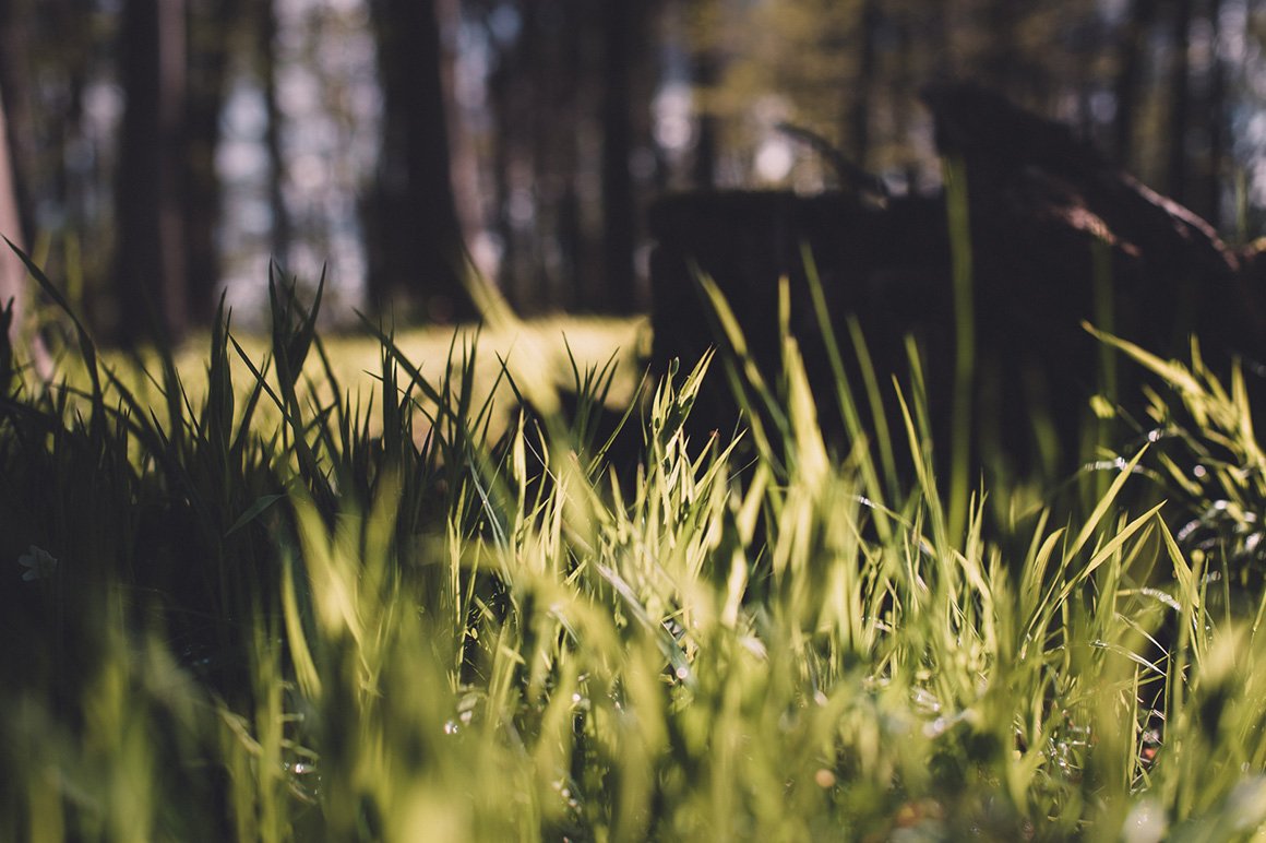 Magic Forest – Lightroom Presets (Artist Series)