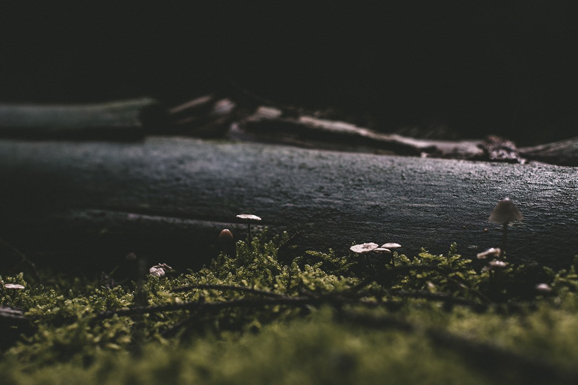Magic Forest – Lightroom Presets (Artist Series)