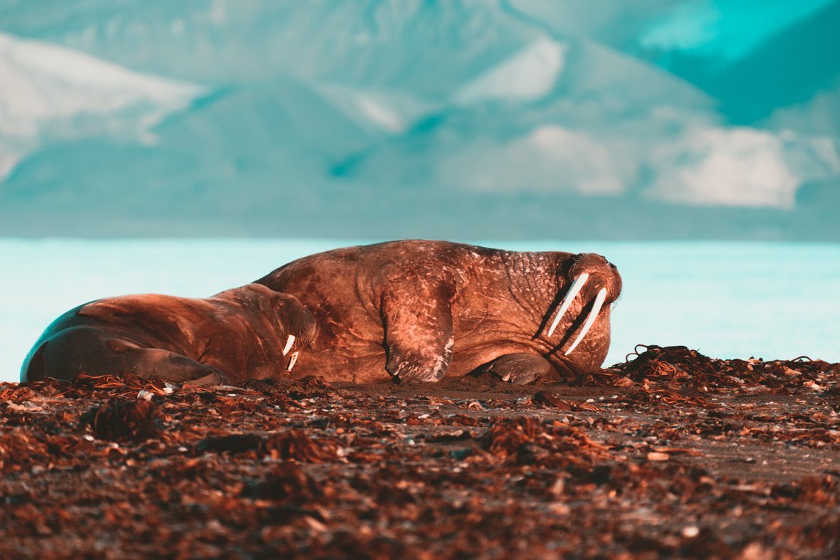 Faded Orange & Teal – Lightroom Presets (Artist Series)