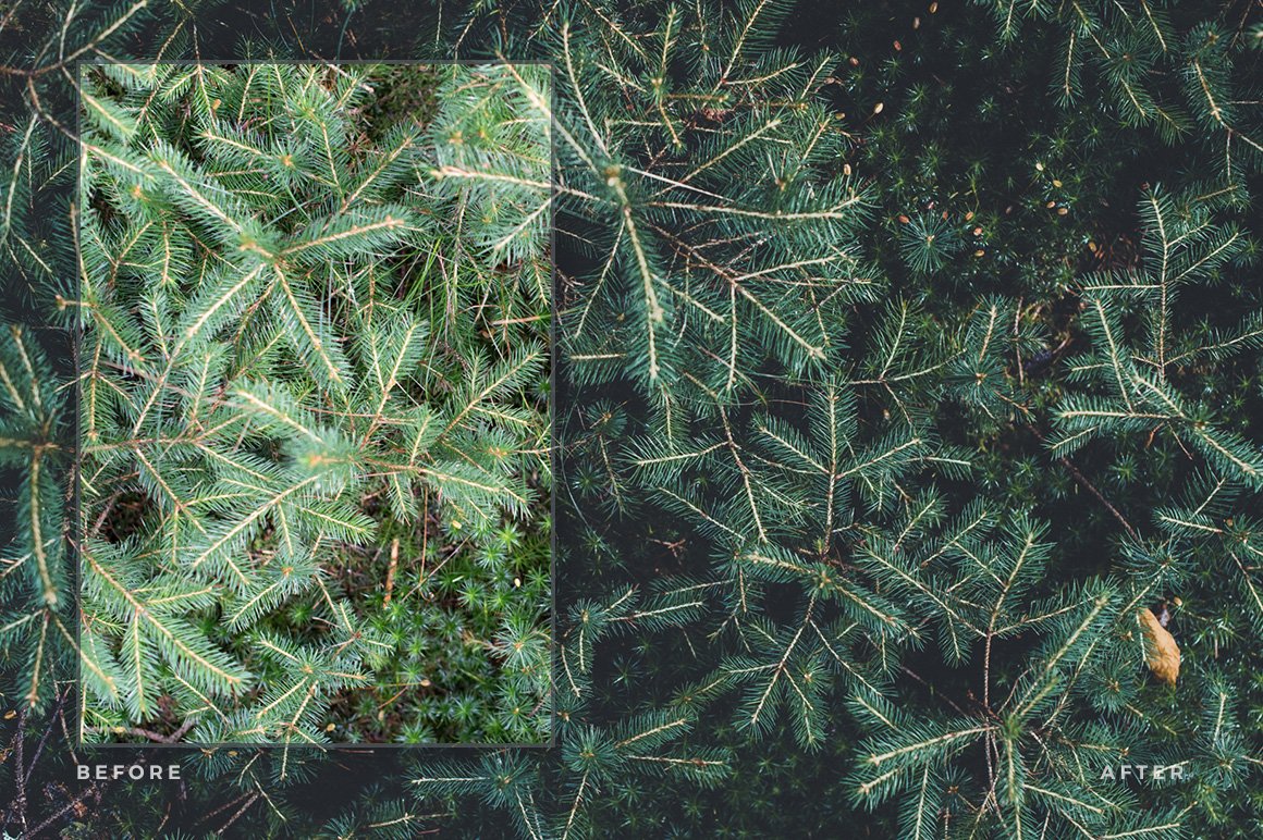 Magic Forest – Lightroom Presets (Artist Series)