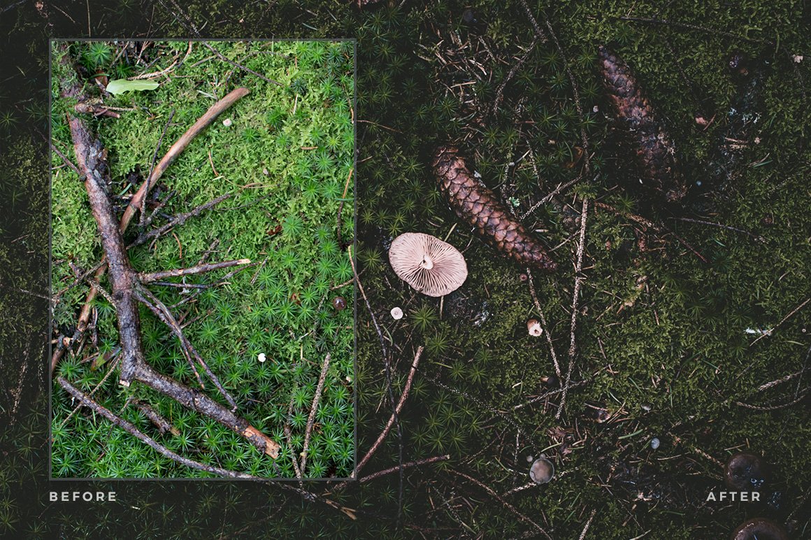 Magic Forest – Lightroom Presets (Artist Series)