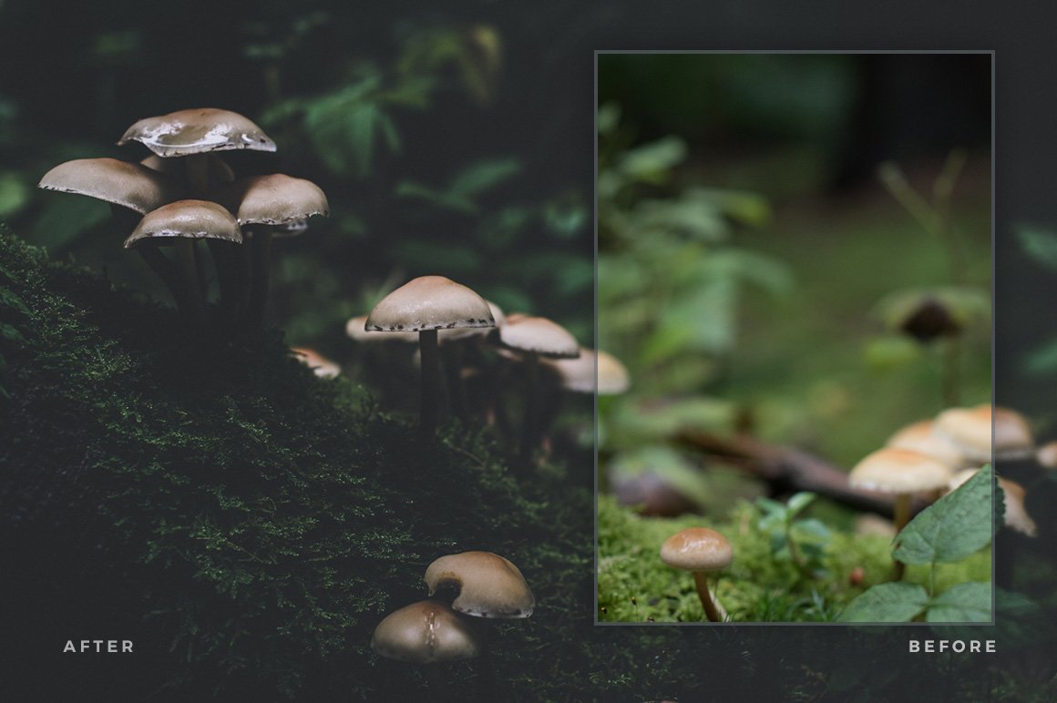 Magic Forest – Lightroom Presets (Artist Series)
